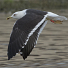 1cy fuscus in August, ringed in Finland. (81365 bytes)